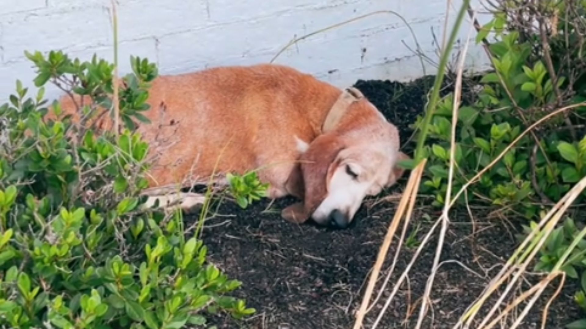 dog sleeping in flower bed
