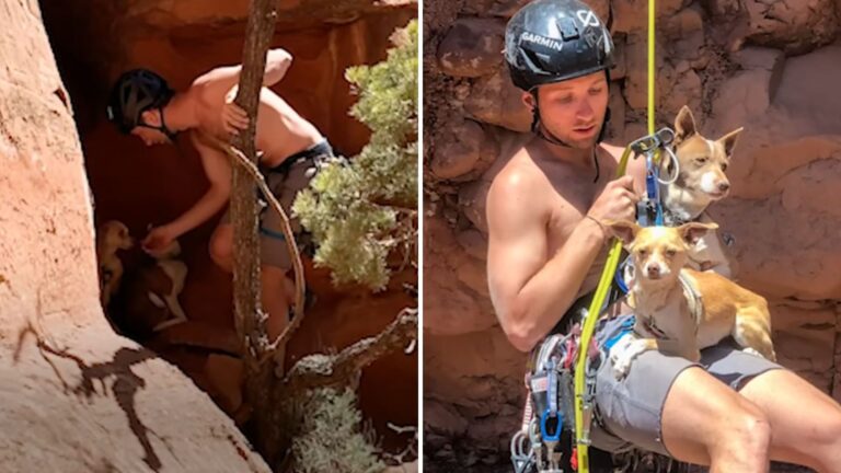 two dogs stranded on colorado canyons-naslovna