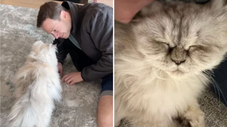 man and a cat