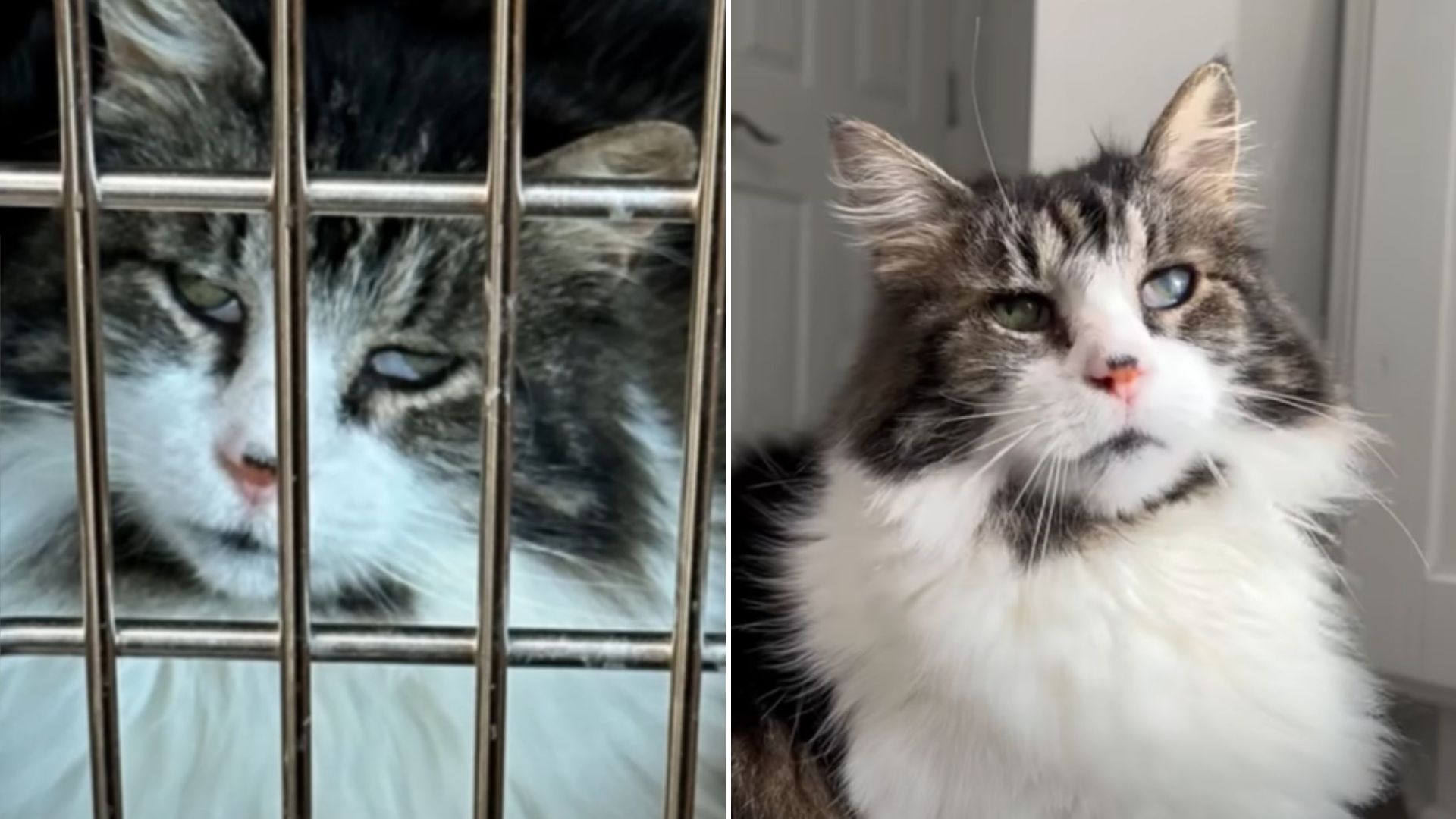 shelter cat