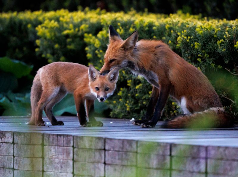 Red Foxes