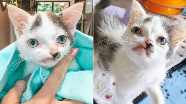 cat with crooked face