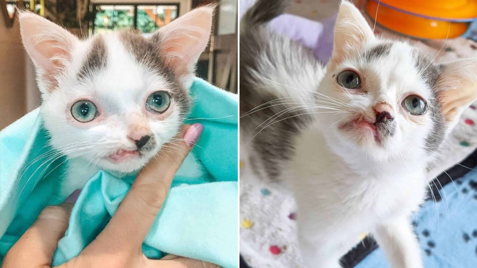 cat with crooked face