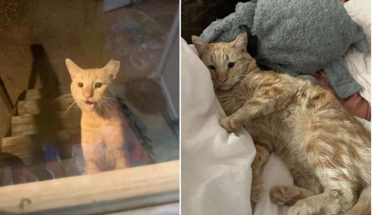 Cross-Eyed Cat Lingers At An Arizona Home For Days, Then Finds The Courage To Enter