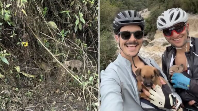Cyclists In Colombia Slam Brakes After Hearing Cries Echoing From The Woods