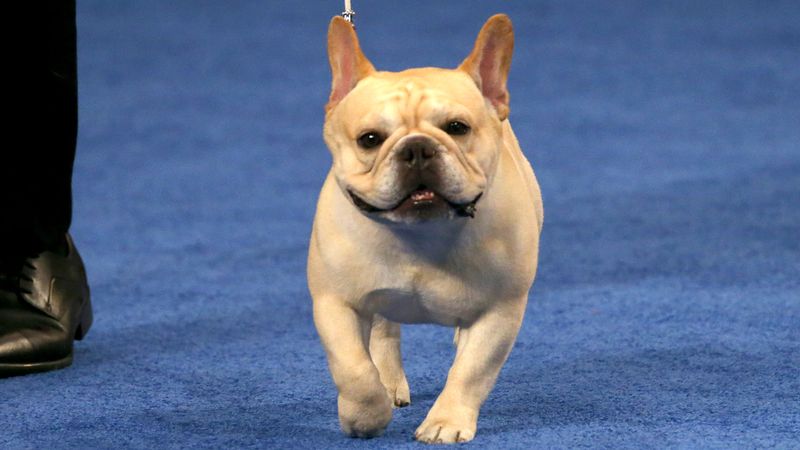 French Bulldog