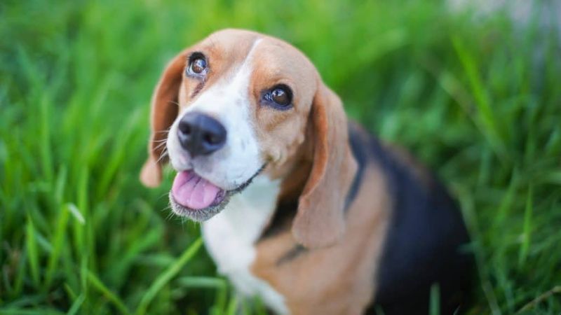 Beagle