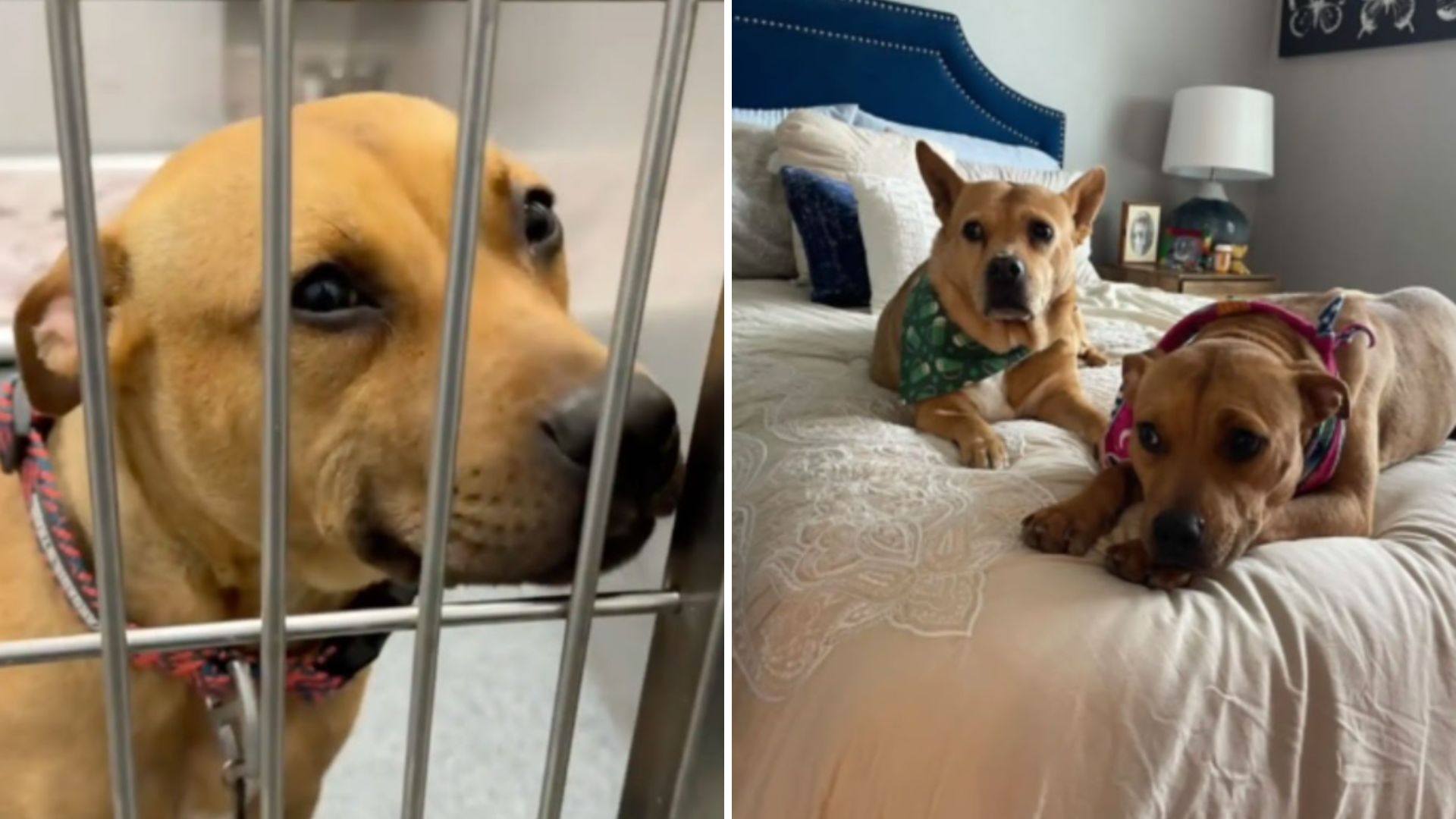 adopted dog