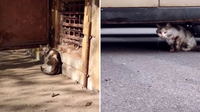 stray injured cat
