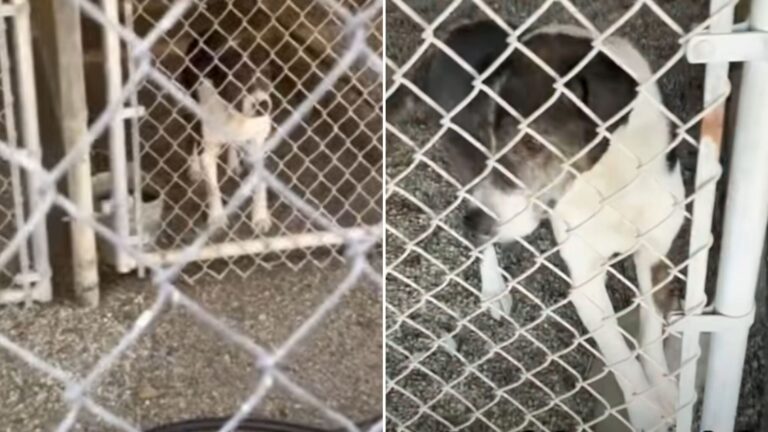 shelter dog stays behind during wildfires