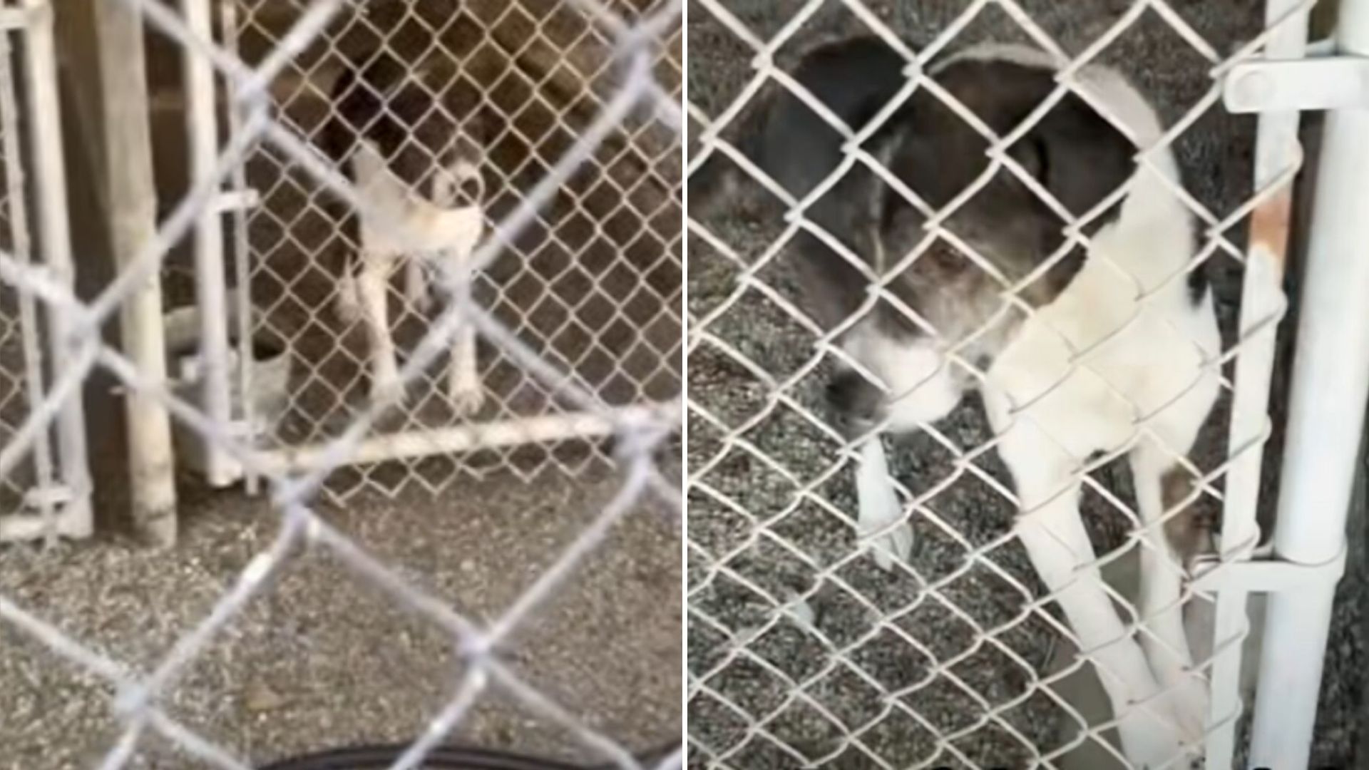 shelter dog stays behind during wildfires