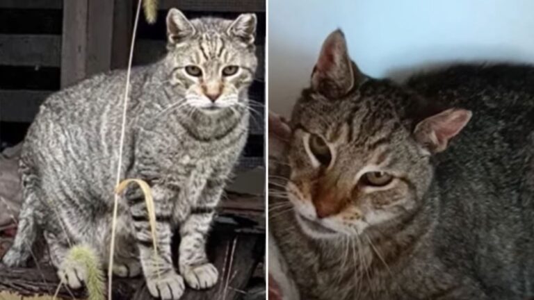 desperate cat