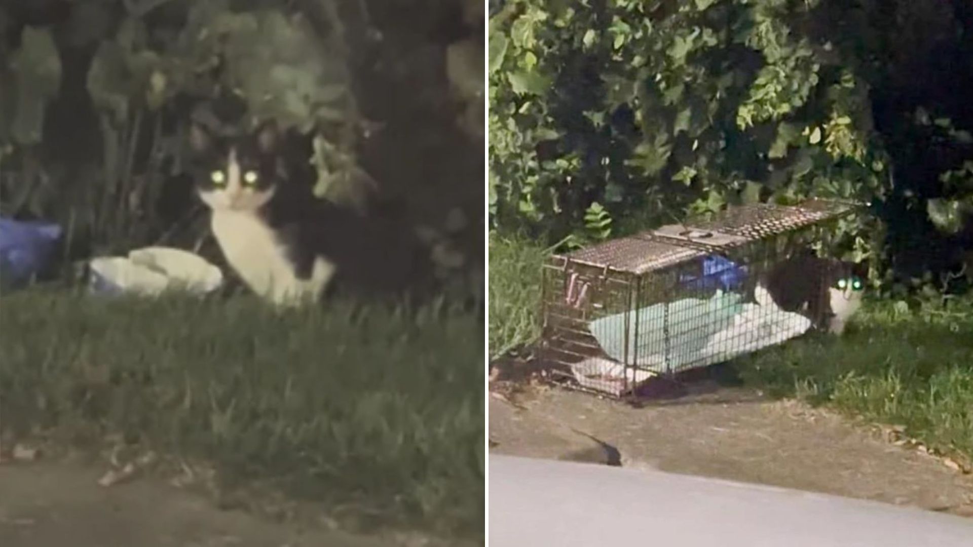 cat in the cage