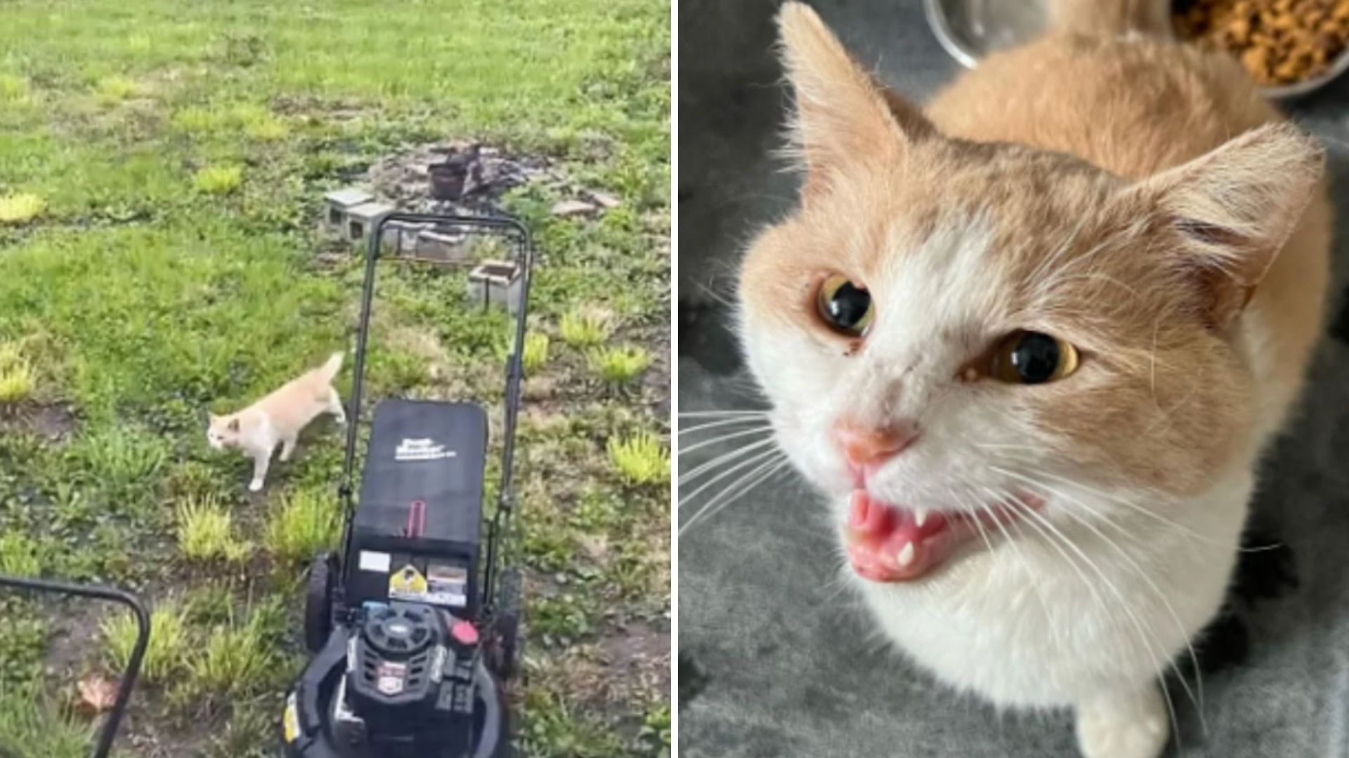 cat meowing