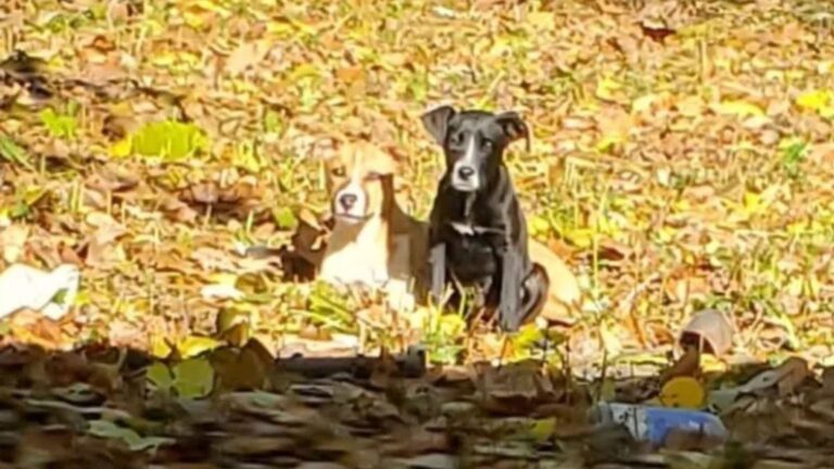 electrician finds two starving pups