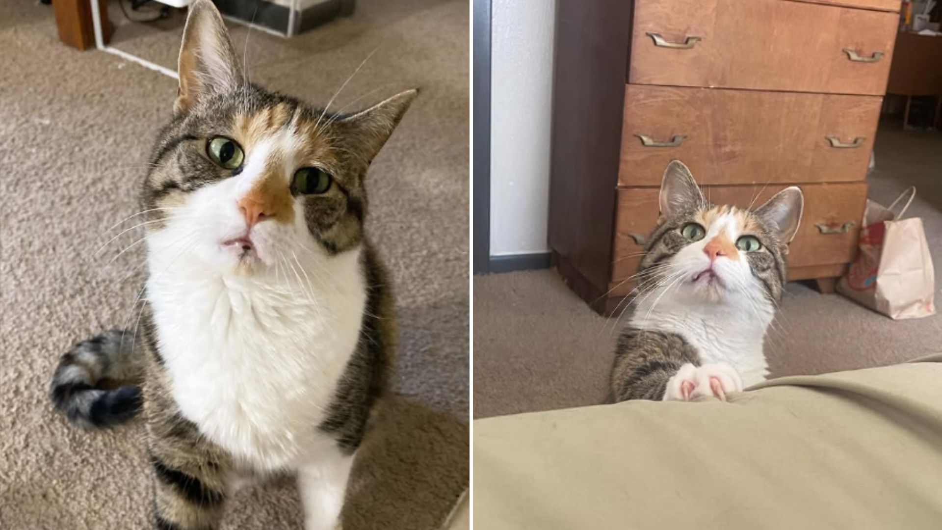 disabled cat