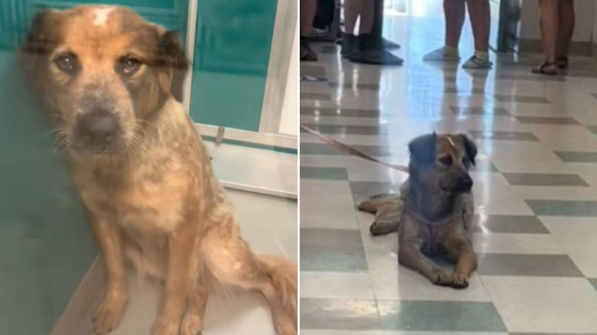 abandoned dog