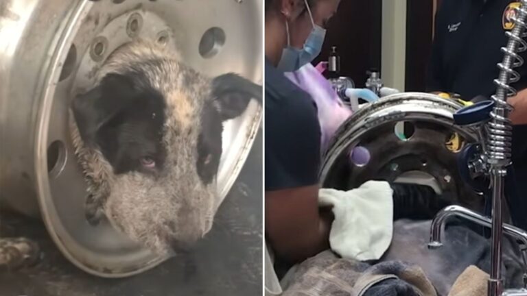 dog stuck in tire rim
