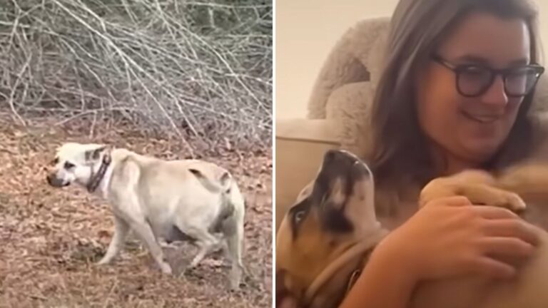 dog found in parking lot
