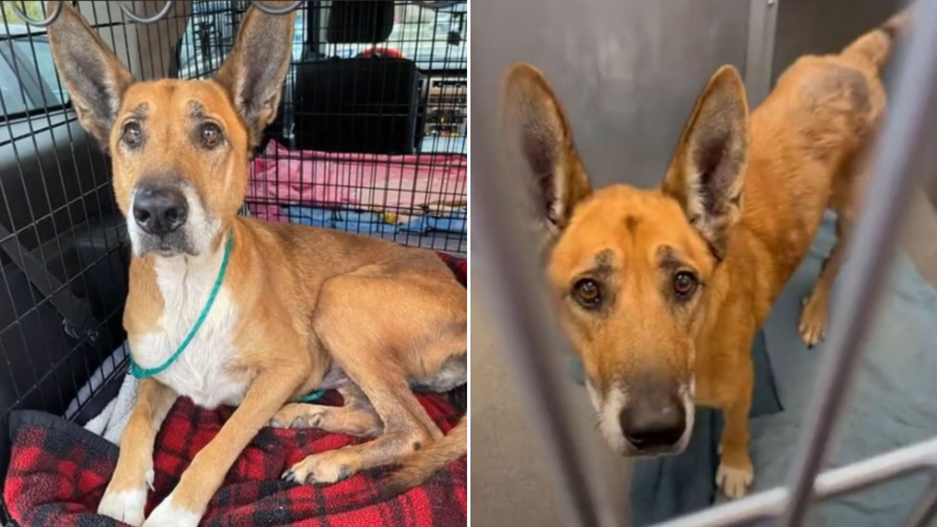 abandoned dog