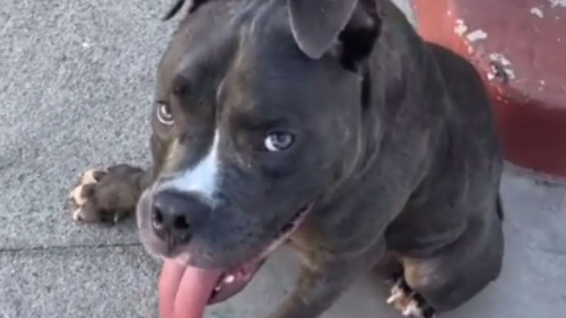 dog with rare condition gets new home