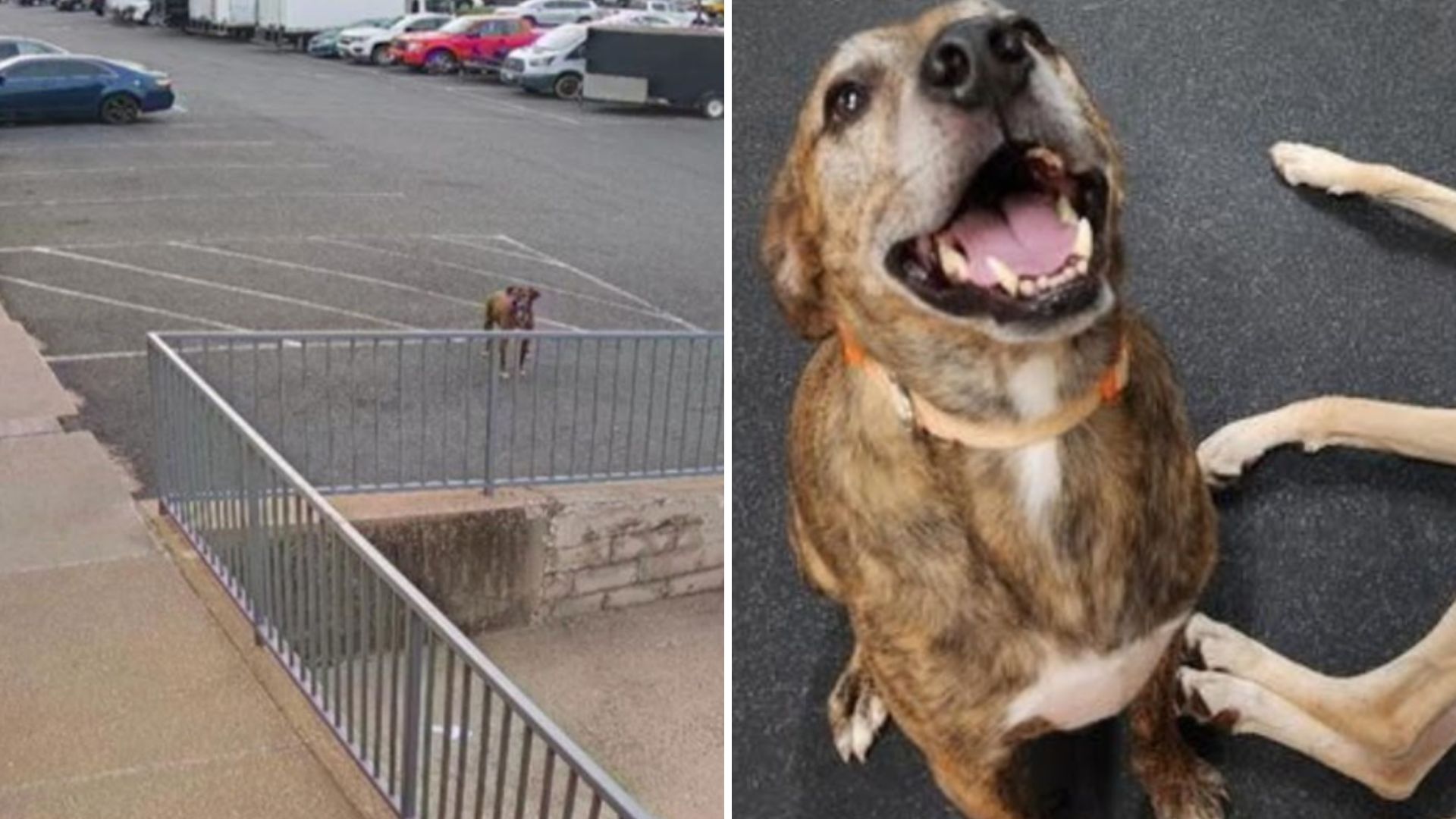dog visits daycare alone
