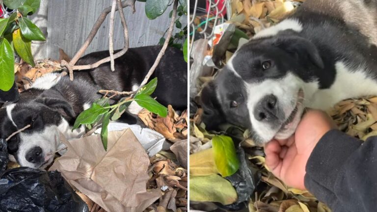 dog sleeping on trash pile in bushes