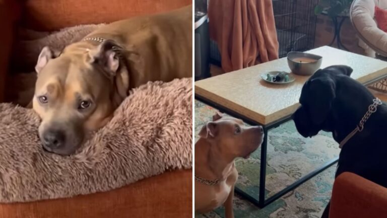 dog in shelter