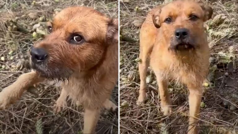 dog covered in cactus spines