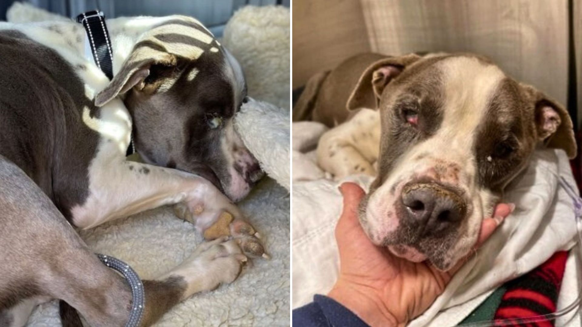 Dog Used For Breeding Then Dumped In The Arizona Desert Gets Rescued In The Nick Of Time