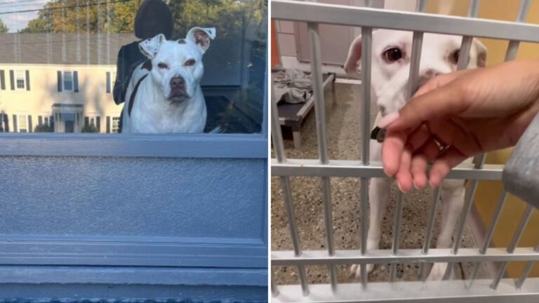 dog at the shelter