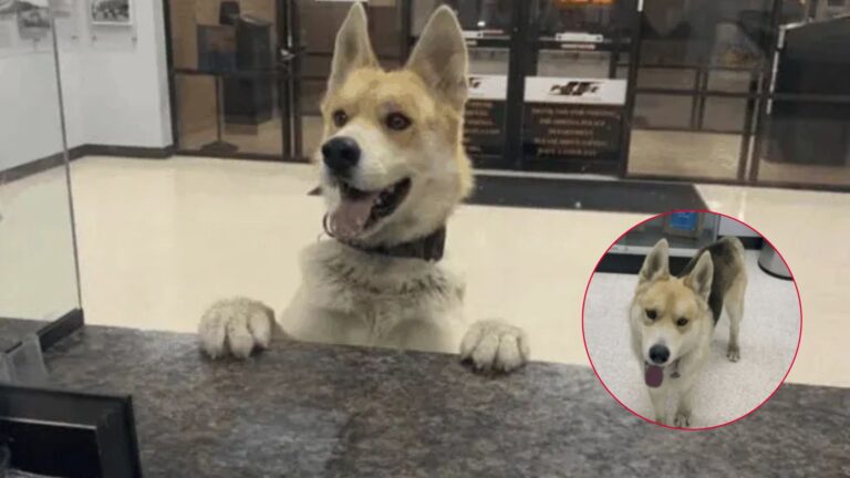 Dog Walks Into A Texas Police Station At 3 A.M., Stands At The Counter, Ready To Confess