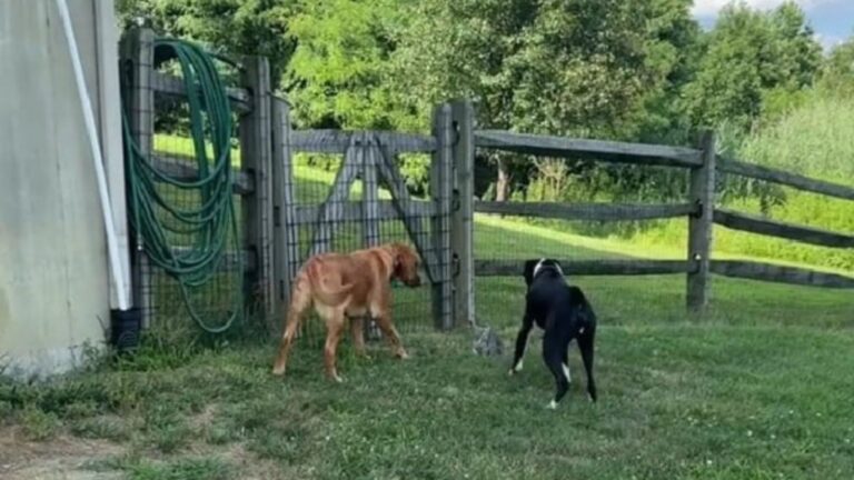 dogs barking