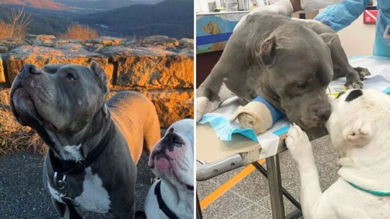 reunited dogs