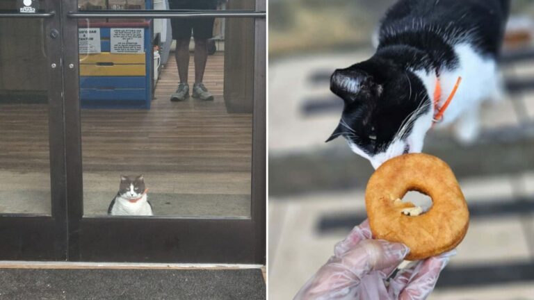 cat with a donut
