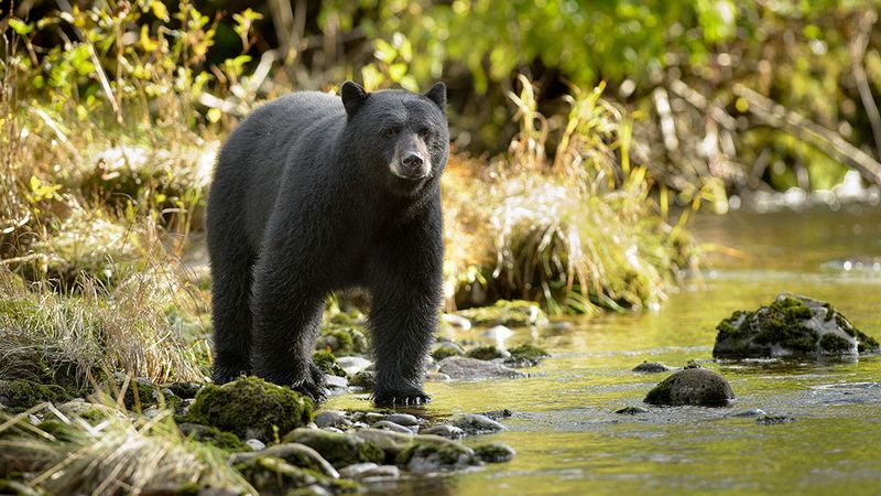 American Black Bear