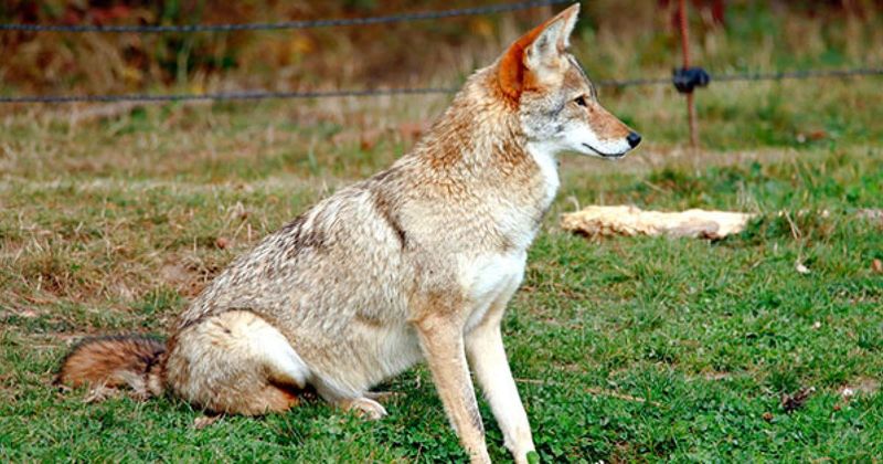 Coyote