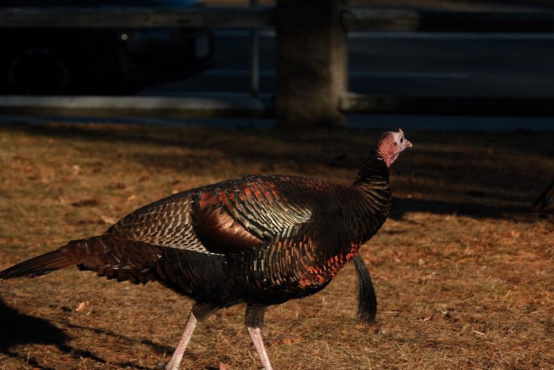 Wild Turkeys