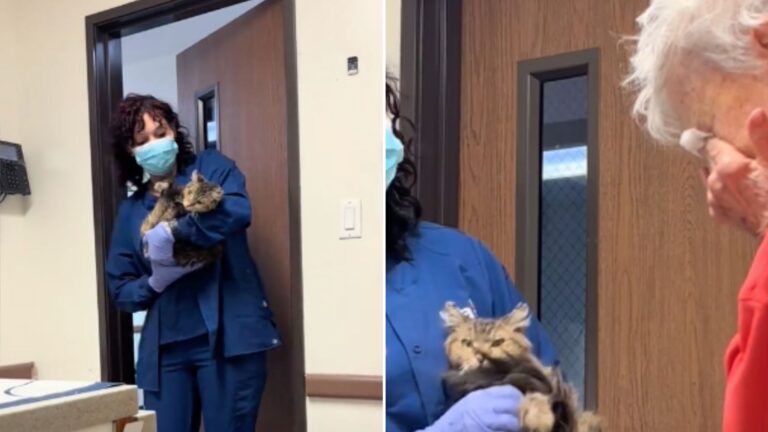 Elderly Woman From LA Fears She Lost Her Cat Forever In A Fire, Then The Unexpected Happens