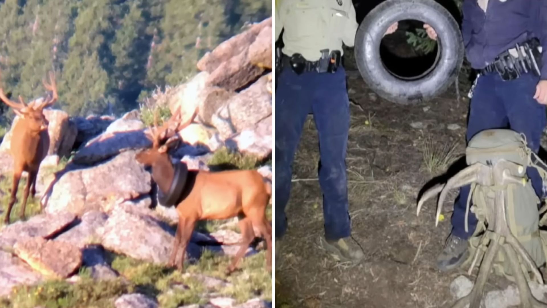 Elk In Colorado Finally Free After Carrying A Tire Around His Neck For Two Years
