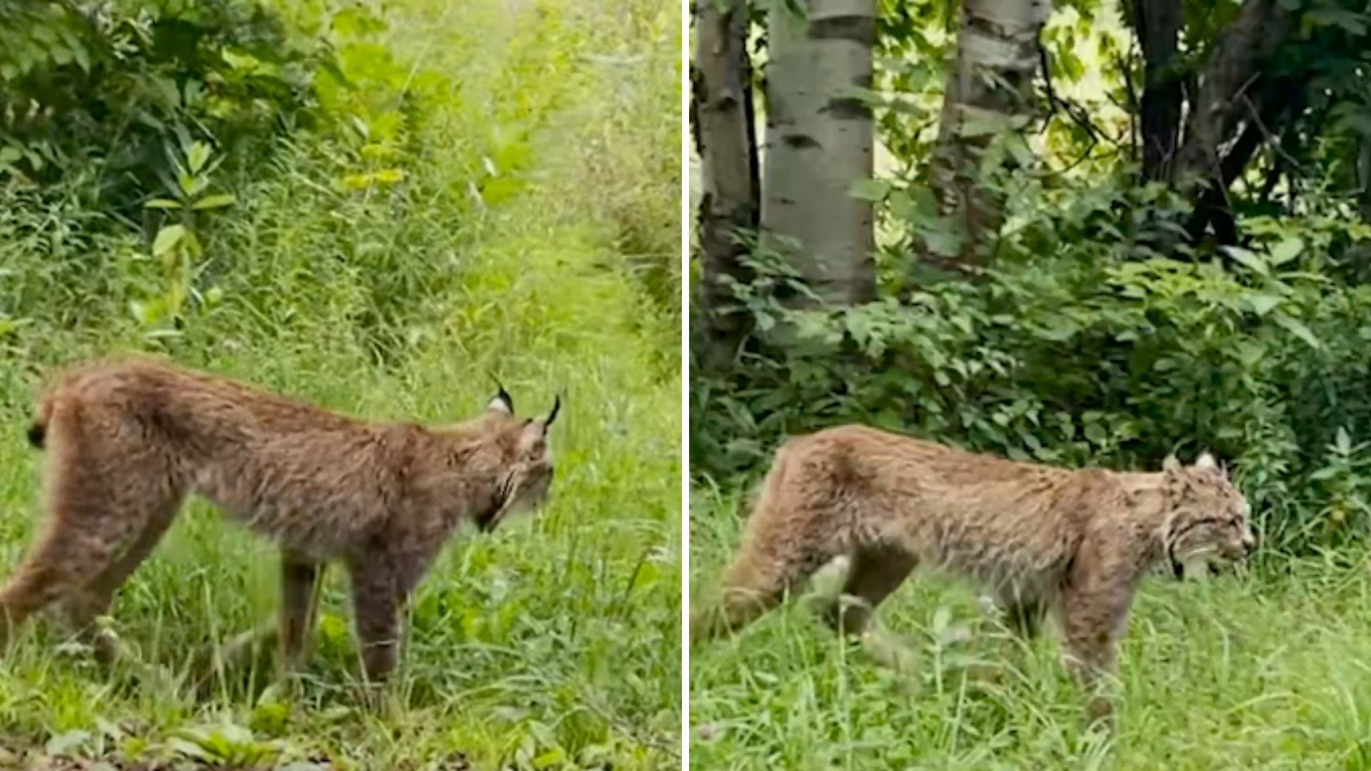 Endangered Species Not Spotted In Years Found By Lucky Man In Vermont