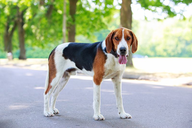 American Foxhounds