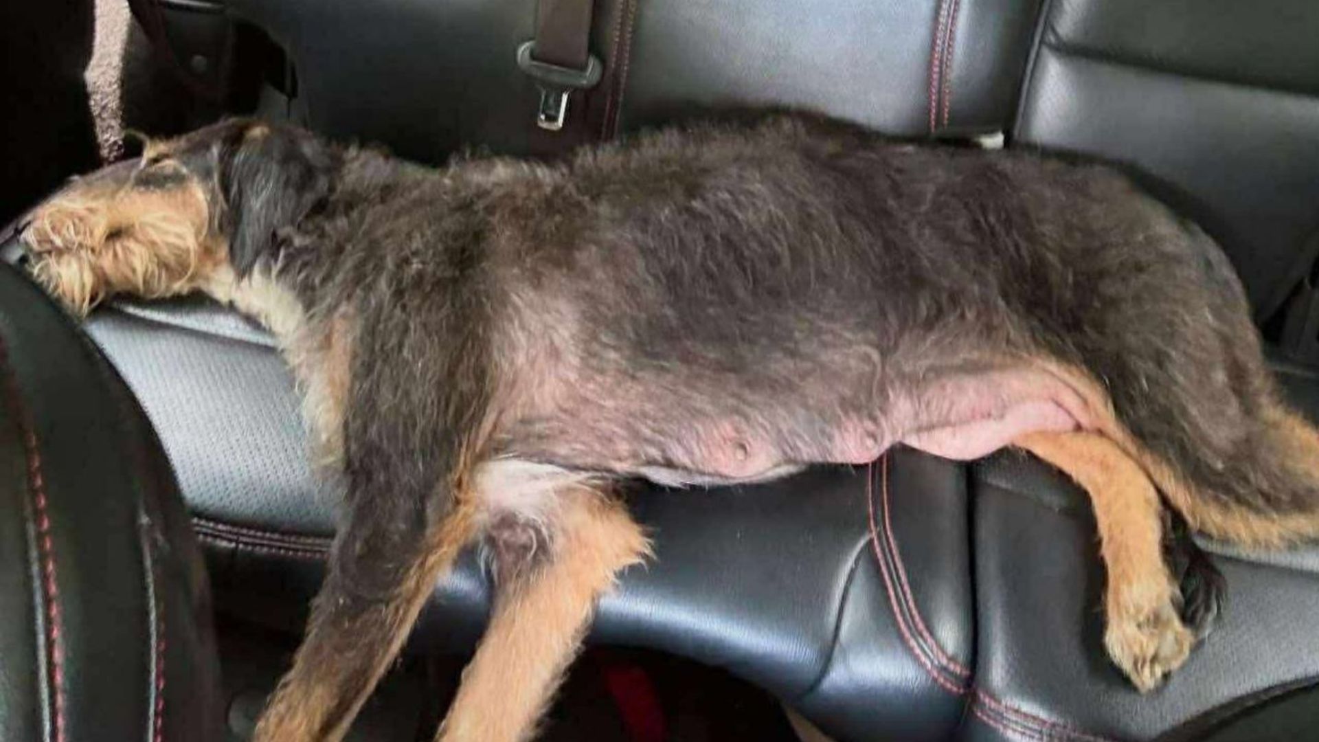 exhausted mama dog