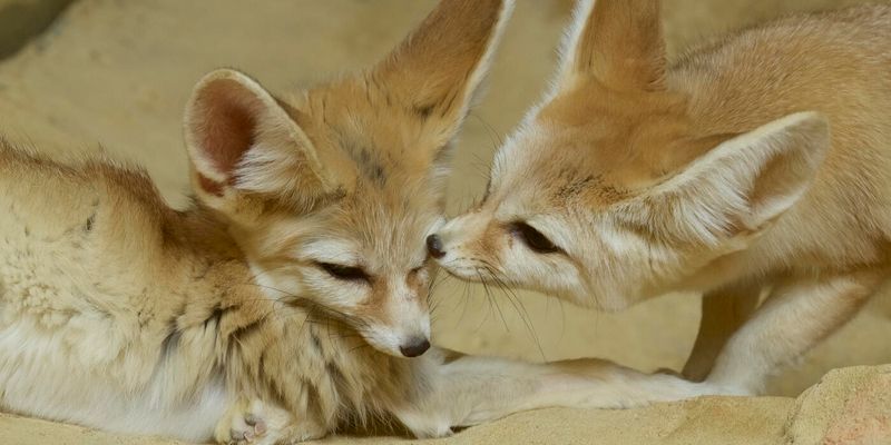 Fennec Foxes
