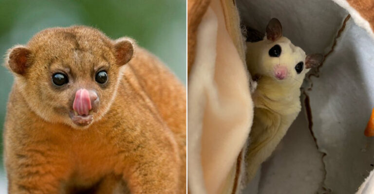 Exotic Pets That Are Surprisingly Legal In Oregon