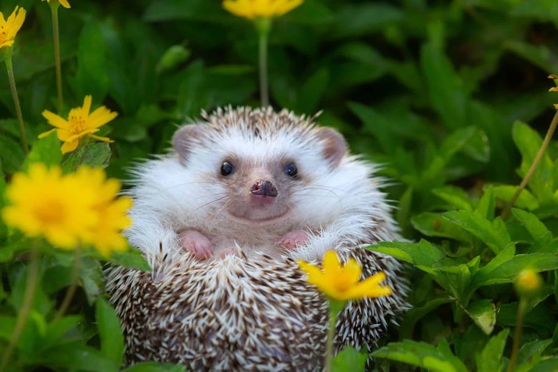 African Pygmy Hedgehogs