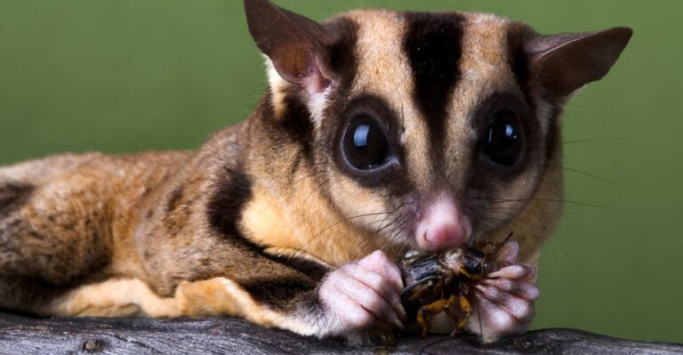 Exotic Pets You Can Legally Own In Arizona
