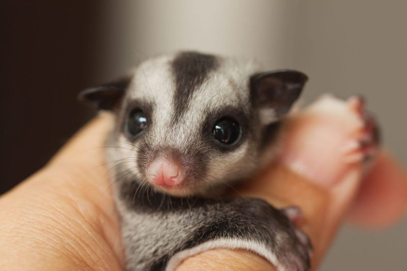 Sugar Gliders
