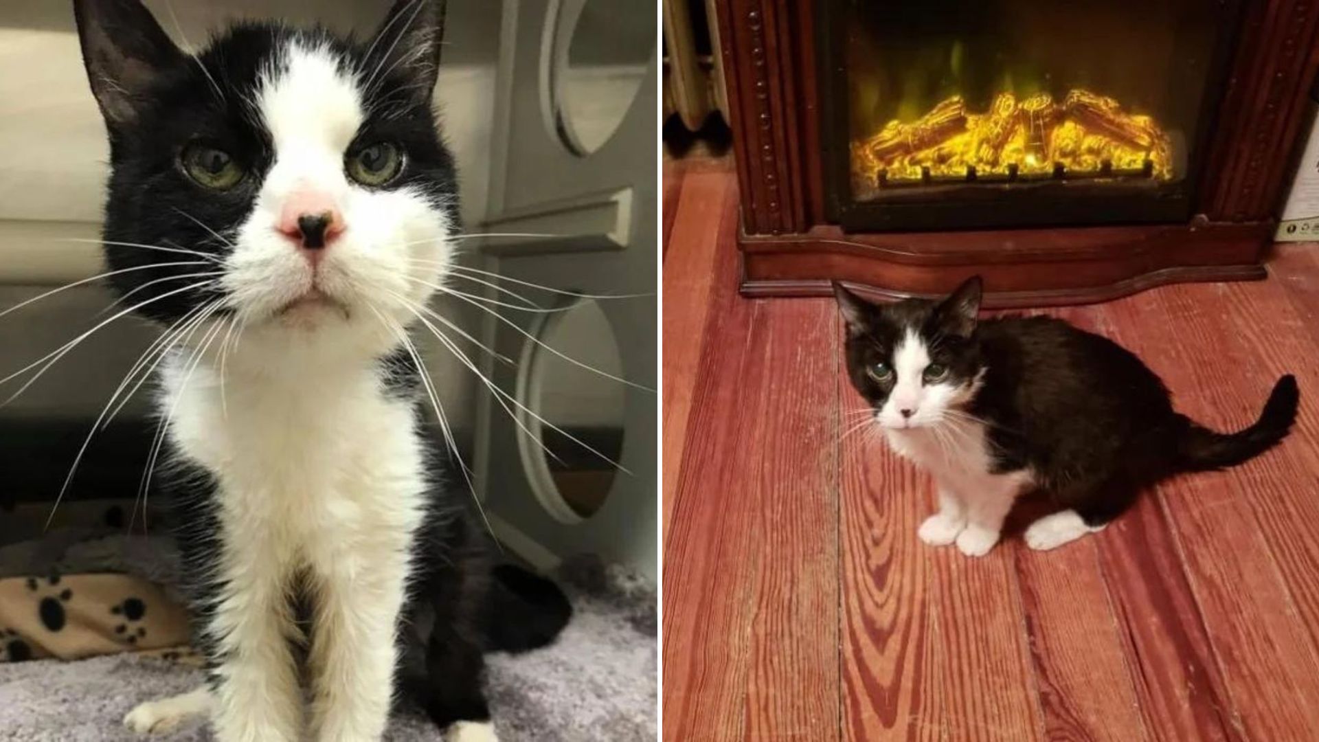 senior cat
