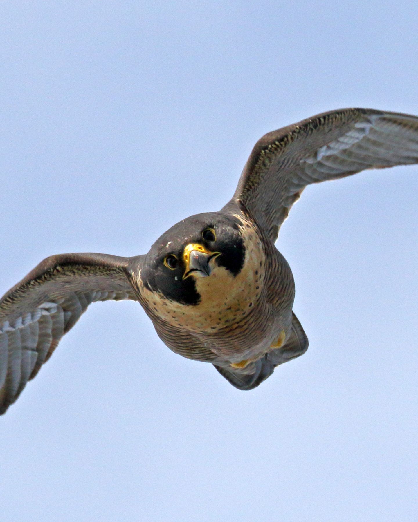 Fastest Predator flying in the air